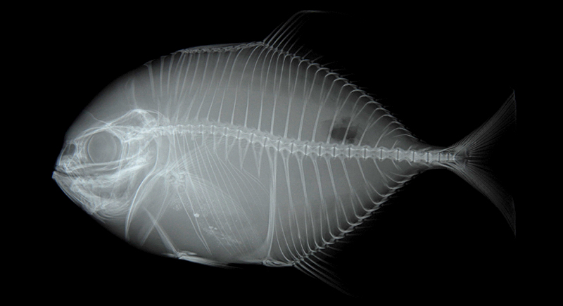 Carangoides hedlandensis (Whitley, 1934)